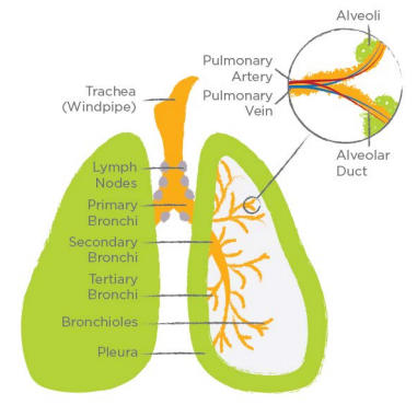lung-anatomy.PNG